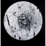 Lire la suite à propos de l’article Jeudi 5 juin : Les hybrides gérontopathologiques par Robin Michalon